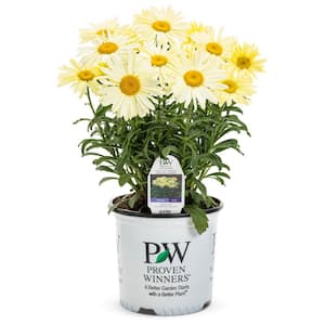 1 Gal. Amazing Daisies Banana Cream Shasta Daisy Live Flowering Full Sun Perennial Plant with Yellow White Flowers
