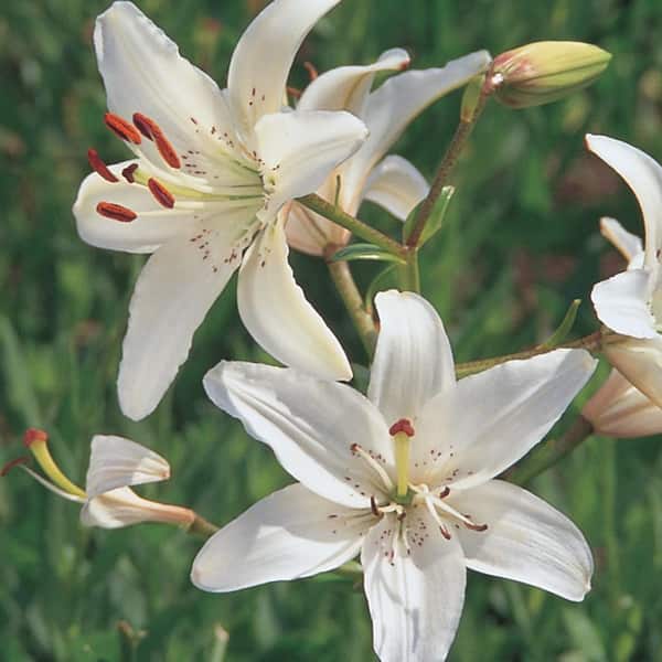 Vigoro 1 Qt. Crystal Asiatic Lily Plant