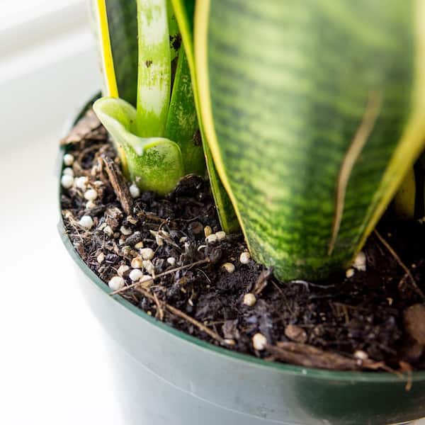 Perfect Plants Snake Plant Sansevieria Laurentii Plant in 6 in
