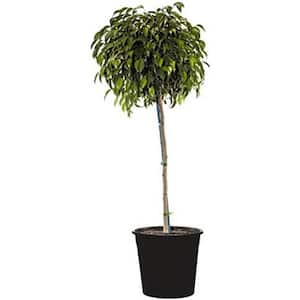 Reviews For Brighter Blooms Benjamina Ficus Tree (Ficus Benjamina) In 3 Gal. Pot | Pg 1 - The Home Depot