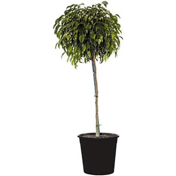 Wekiva Foliage Ficus Benjamina Weeping Fig Standard-Live Plant in a 10 Inch Pot-Ficus Benjamina-Ornamental Interior Tree