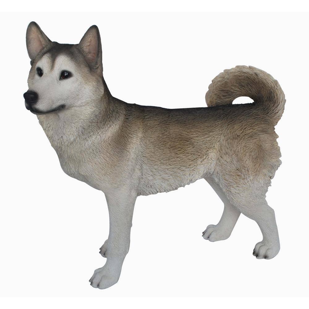 Siberian Husky