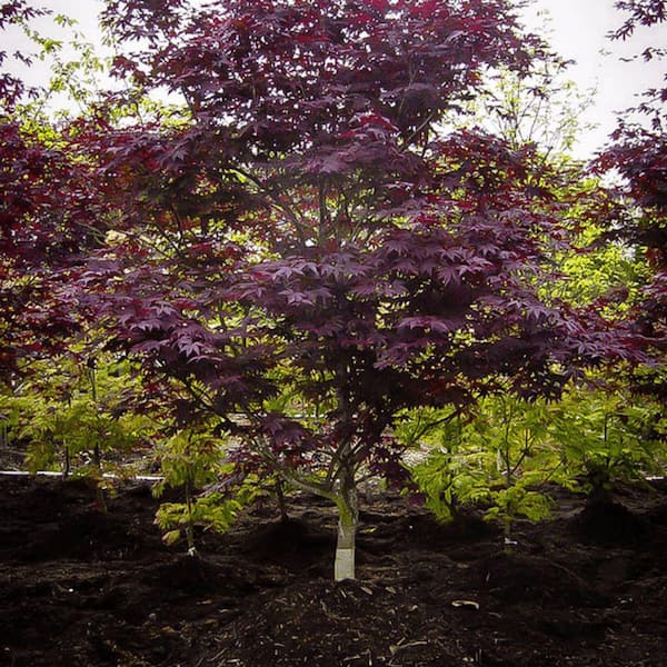 7 Gal. Emperor I Japanese Maple Ornamental Tree MAPJEM07G - The