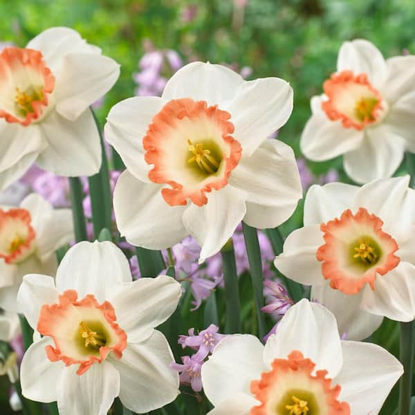 Garden State Bulb 16/18cm, Pink Charm Large Cupped Daffodil Flower Bulbs (Bag of 25)