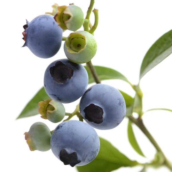 Powder Blue Blueberry Plants