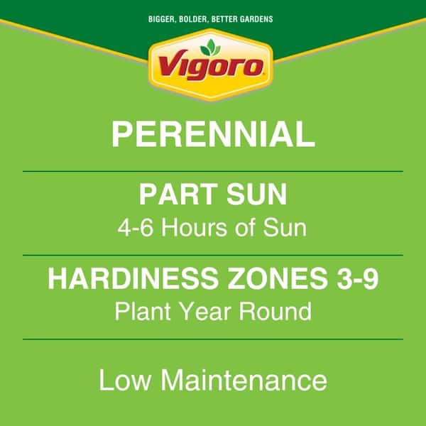 2 Qt. Green Variegated Minuteman Hosta Perennial Plant (3-Pack)