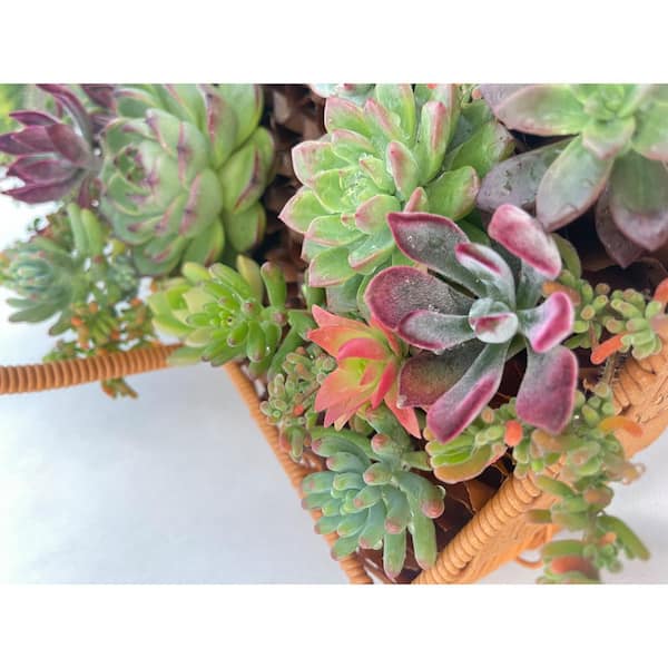 11 in. x 7 in. Large Wicker Soilless Succulent Plant Flower