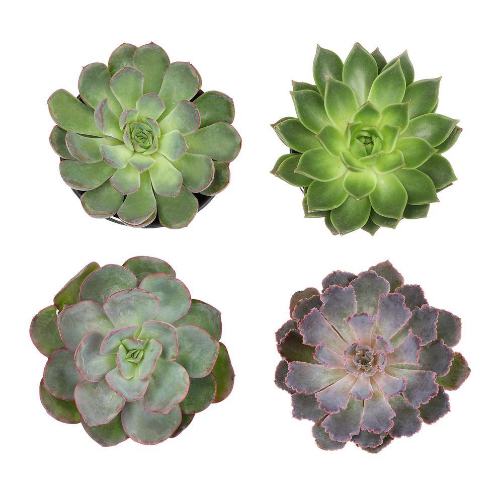 Large Assorted Echeveria Succulent 4-Pack in Black Pots