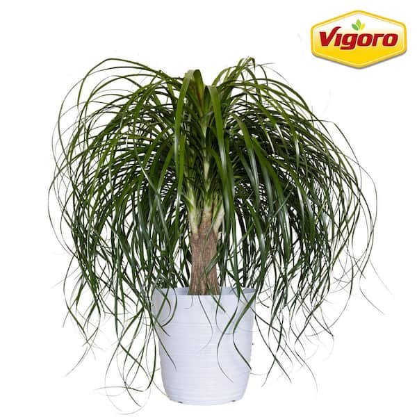 12 in. Vigoro Ponytail Palm Plant in White Decor Pot