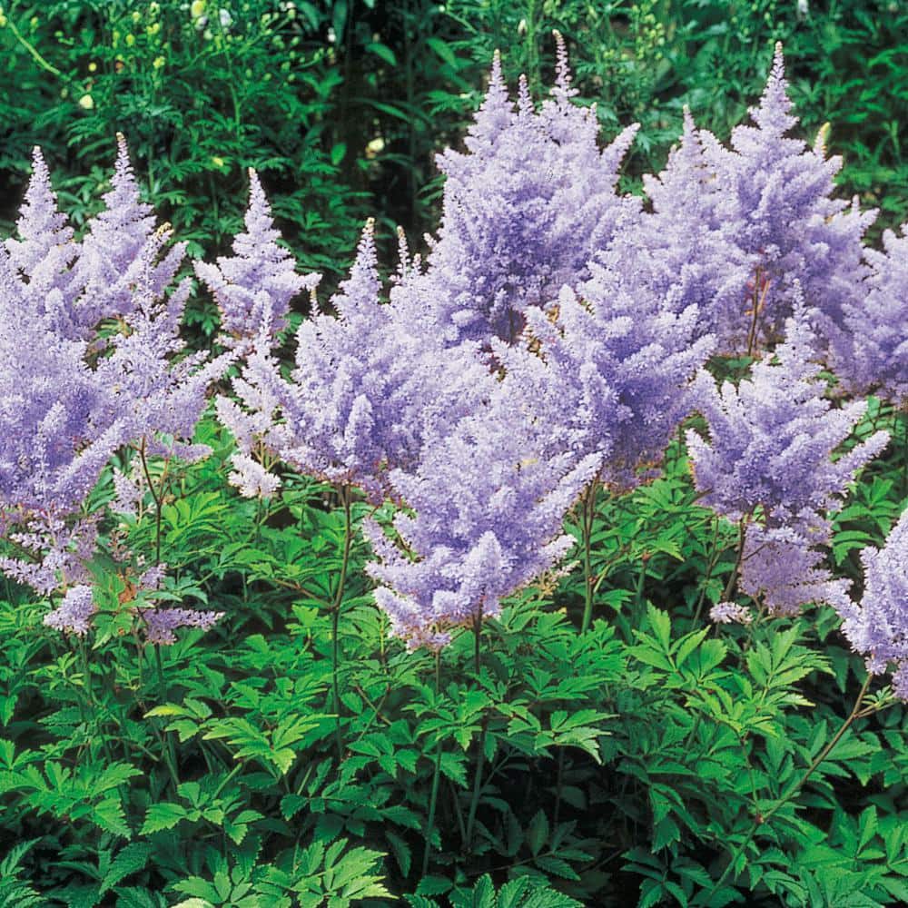 DIRECT GARDENING Amethyst Astilbe Dormant Bare Root Perennial Plant ...