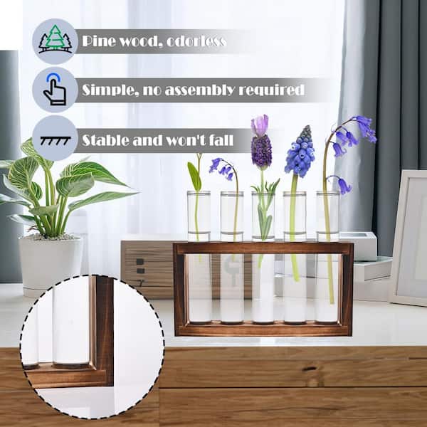 shop air plants Collectors Choice + Classic 10 Tillandsia Air Plants