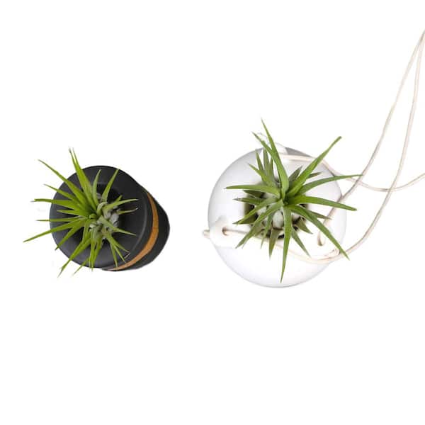 Altman Plants Air Plant Gift (2-pack) Black & White Pots, Easy Pet-Safe House Plant Dcor, Size: 1oz