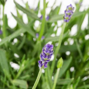 1 Qt. Purple Lavender Primavera Perennial Plant