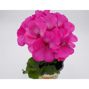 6 in. Pink Geranium Annual Live Plant, Pink Flowers (4-Pack)