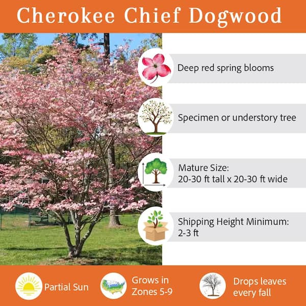 5 Gal. Cherokee Chief Dogwood Flowering Deciduous Tree with Pink Flowers