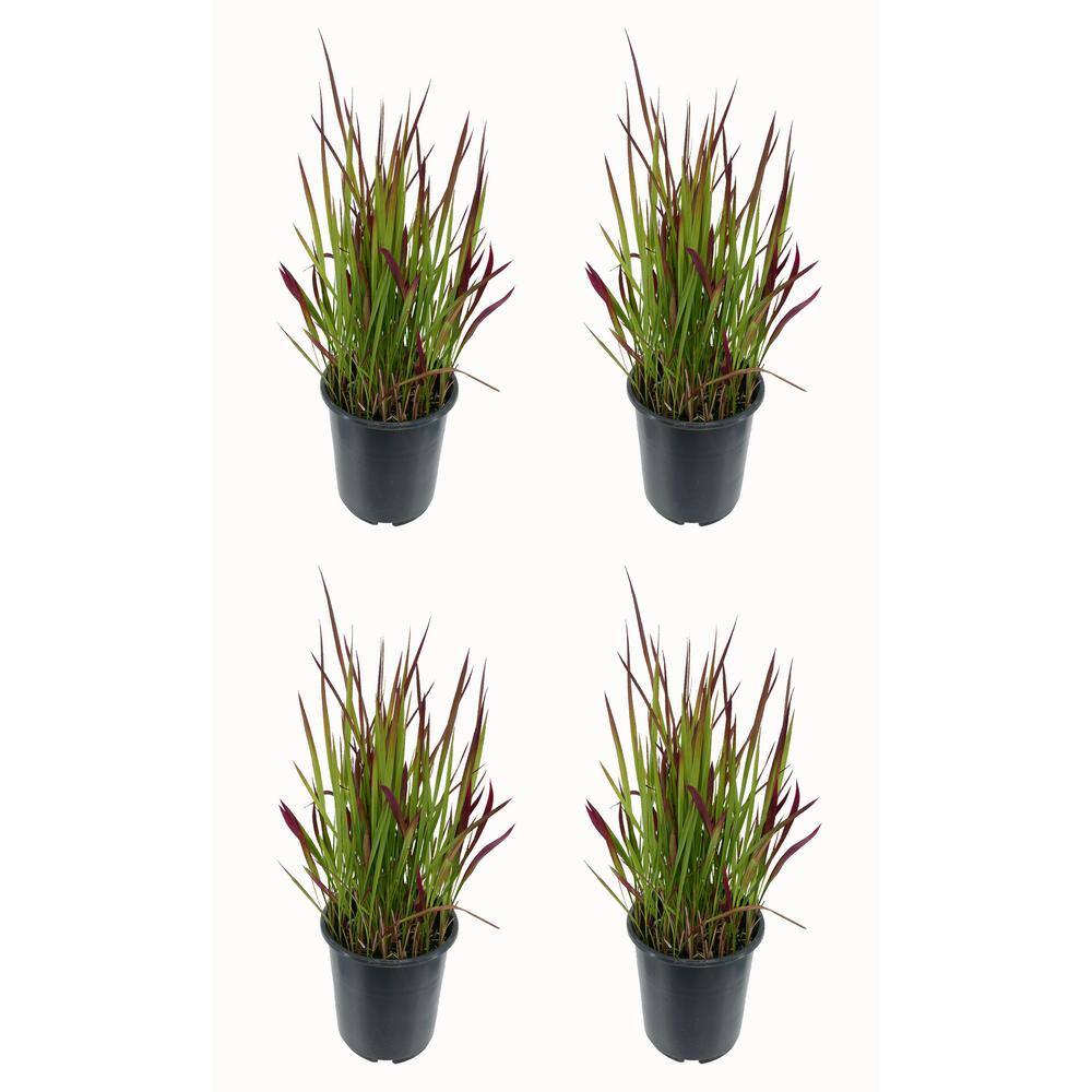 2.5 qt. Perennial Grass Hakonechloa Sunflare (4-Pack)