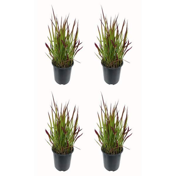 Unbranded 2.5 qt. Perennial Grass Hakonechloa Sunflare (4-Pack)