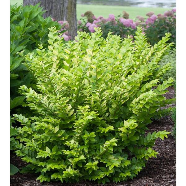 PROVEN WINNERS 3 Gal. Golden Ticket Privet (Ligustrum) Live Shrub, White Flowers and Yellow Foliage