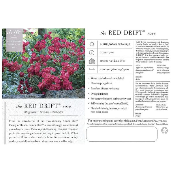 Drift 2 Gal. Red Drift Rose Bush with Red Flowers 13190 - The Home Depot