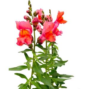 1 Gal. Pink Snapdragon Plant (Antirrhinum Majus)