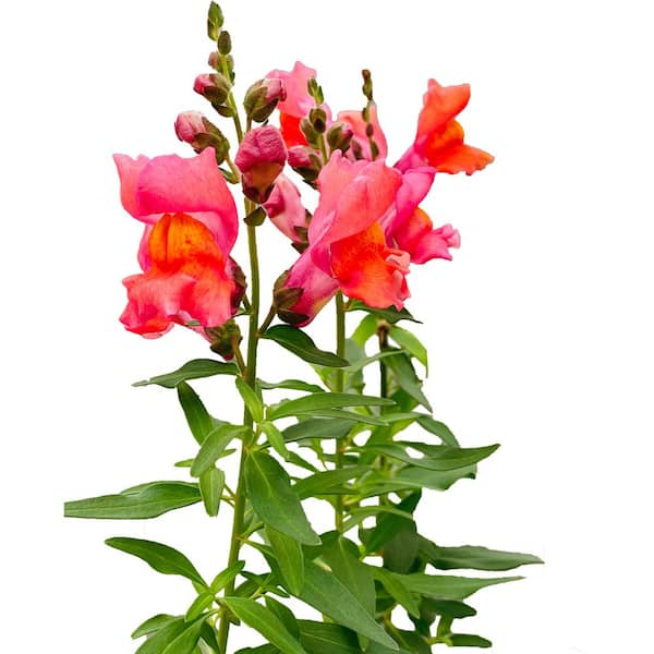 Vigoro 1 Gal. Pink Snapdragon Plant (Antirrhinum Majus)