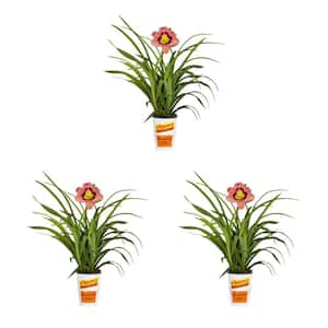 2 qt. Daylily Always Afternoon Pink and Red Bicolor Perennial Plant (3-Pack)
