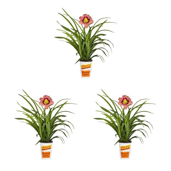 Vigoro 2 qt. Daylily Always Afternoon Pink and Red Bicolor Perennial Plant (3-Pack)
