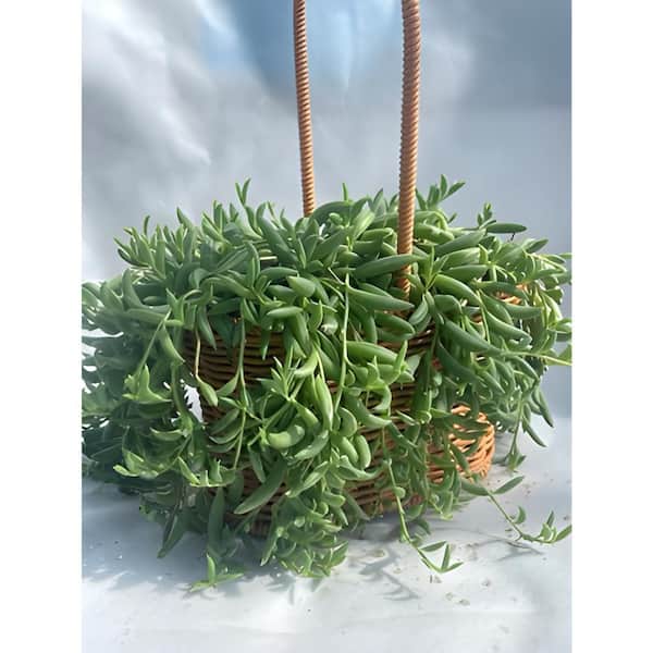 Sudzendf Senecio Radicans - String of Bananas Hanging Succulent Plant Trailing Succulents