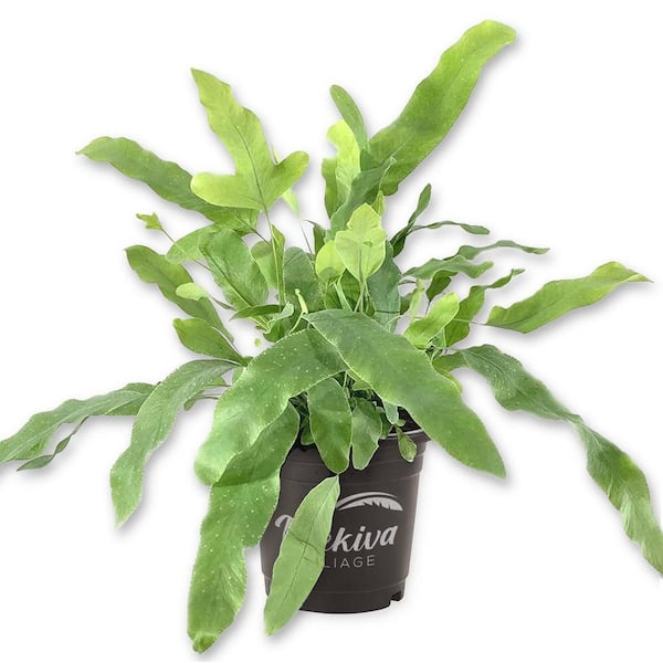 Blue Star Fern-5 Live Plants in 6 in. Pots-Phlebodium Aureum-Rare and Exotic Ferns from Florida