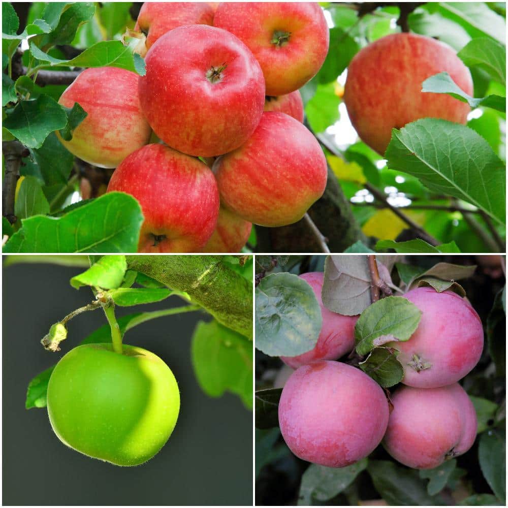 Garden & Grove 3 ft. Fuji Apple Tree with Expectional Fruit & Pollinating Capabilities