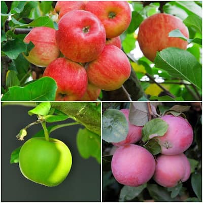 Fruit Plants Edible Garden The Home Depot