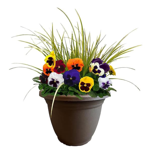 Unbranded 11 in. Pansy Annual Plant in Decorative Pot with Multi-Colored Blooms and Acorus Grass