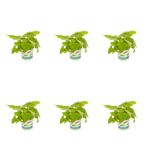 Vigoro 1 Pt. Accent Ipomoea Sweet Potato Vine Green Annual Plant (6-Pack)