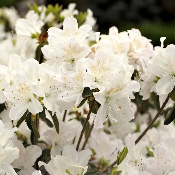 national PLANT NETWORK 3 gal. Azalea Snow Shrub with White Flowers ...
