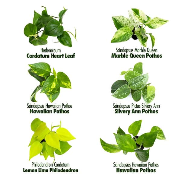 2 in. Plentiful Pothos and Philodendron Indoor Houseplants Pack (Includes 6 Easy Plants) in Grower Pots