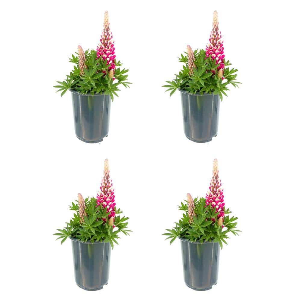 2.5 qt. Lupine p. Staircase Red Perennial Plant with Red Flowers (4 ...