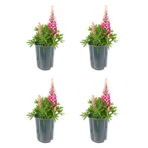 2.5 qt. Lupine p. Staircase Red Perennial Plant with Red Flowers (4-Pack)