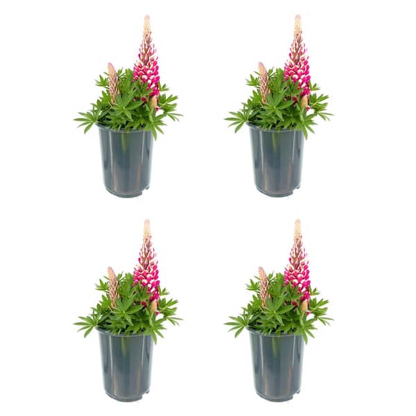 Unbranded 2.5 qt. Lupine p. Staircase Red Perennial Plant with Red Flowers (4-Pack)