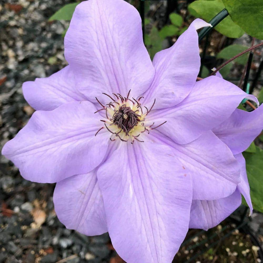 Wekiva Foliage Clematis Ramona-3 Live Plants in 3.5 Inch Growers