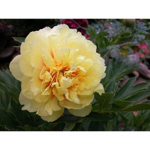 3 Gal. Bartzella Peony (Paeonia Itoh) Live Shrub with Bright Yellow-Deep Red Double Blooms