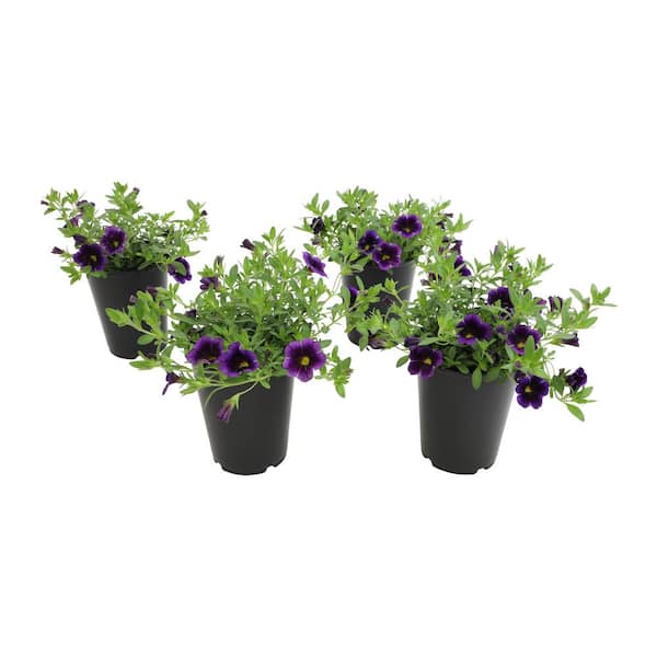ALTMAN PLANTS Blue-Purple Petunias Outdoor Flowers Garden Annual Plants in 4 in. Grower Pots (4-Pack )