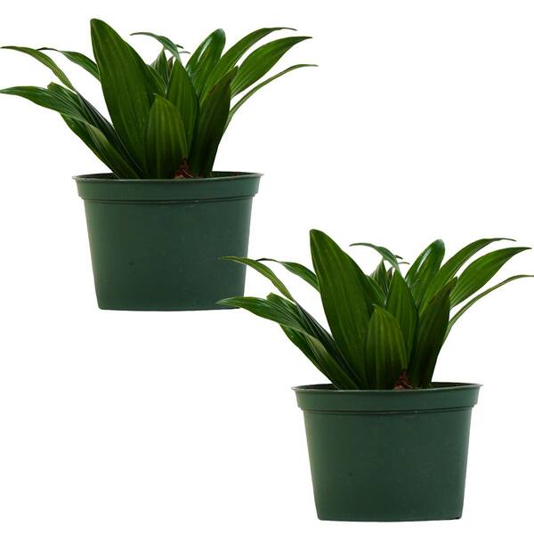 TropicalPlants.com Janet Craig Dracaena (Dracaena Deremensis) Live Plant in 6 in. Growers Pot (2-Pack)