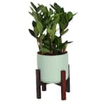 Zamioculas Zamiifolia Indoor ZZ Plant in 6 in. Mid Century Planter and Stand, Avg. Shipping Height 10 in. Tall
