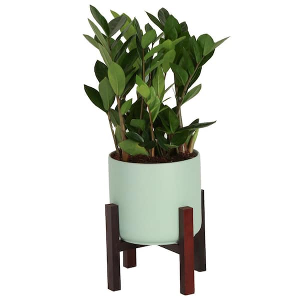 Costa Farms Zamioculas Zamiifolia Indoor ZZ Plant in 6 in. Mid Century Planter and Stand, Avg. Shipping Height 10 in. Tall