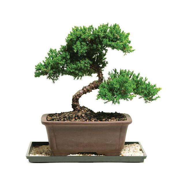 Brussel S Bonsai Green Mound Juniper Bonsai Outdoor Dt 7079gmj