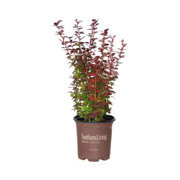 SOUTHERN LIVING 2.5 qt. Orange Rocket BarBerry Bush (Berberis Thunbergii) Live Deciduous Plant with Bright Orange-Red Foliage