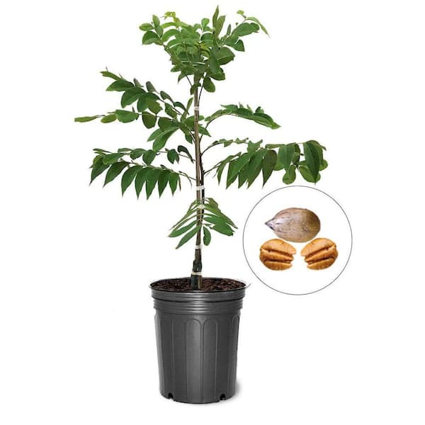 5 Gal. Elliot Pecan Tree PECELL05G - The Home Depot