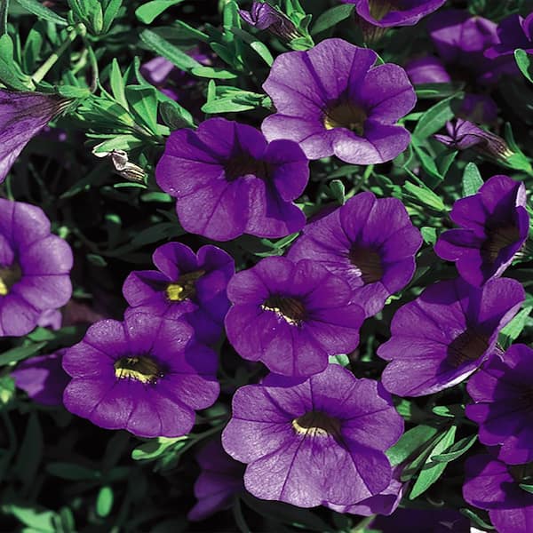 Vigoro 1.5 Pint. Calibrachoa Blue Plant