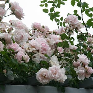 3 Gal. Pot, New Dawn Climbing Rose Potted Plant (1-Pack)