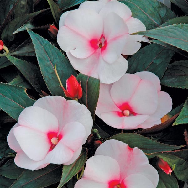 Unbranded 3.5 Pt. Blush and White New Guinea Impatien